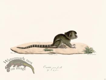 Cuvier 367 Ouititi Young